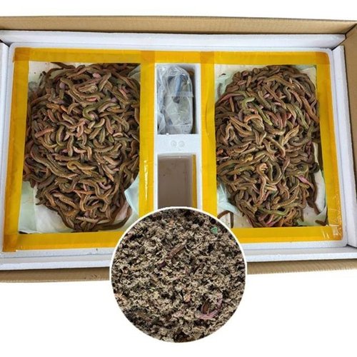 셀러허브 패션 [QNVS7X49_58]생물 청갯지렁이 청개비 갯지렁이 5og