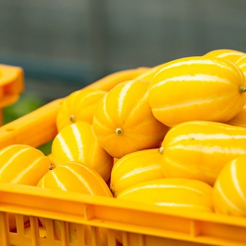 산해직송 성주 벌꿀 (가정용) 못난이  참외 소과 / 10kg