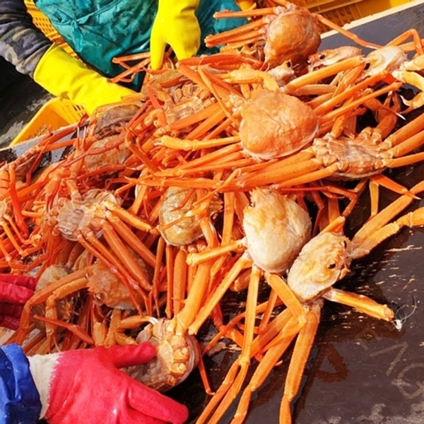 구룡포 자숙 A급 홍게 4KG