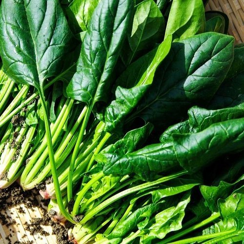 셀러허브 식품 영덕 포항 시금치 1단 300g 포항 영해초 포항초 시금치 나물 생 시금치 생채 영덕초  (42235896)