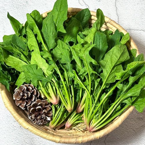기타 국내산 시금치 4단 (1.2kg내외) 포항초/영해초/영덕초