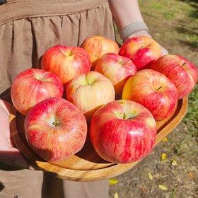 경북 가정용 꿀사과 5kg 꼬마과 (29-31과 내외)