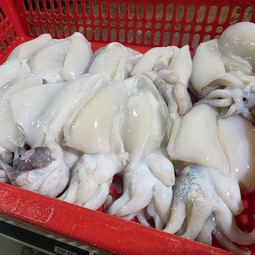 셀러허브 식품 국산 손질 생물 갑오징어 800g 10-13미 손질 갑오징어 회 생갑오징어 생오징어 생물오 (47336603)