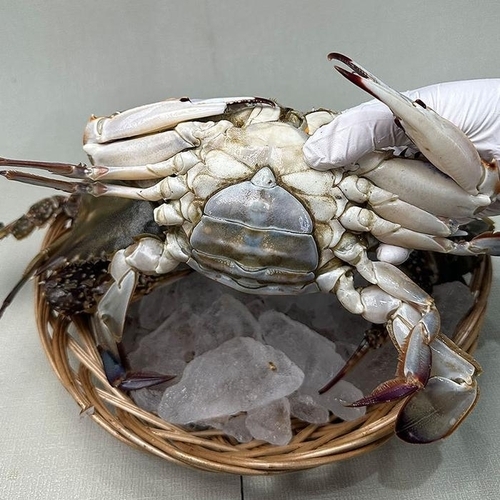 셀러허브 식품 연평도 활 암 꽃게 3kg 15-18미 소 생물꽃게 햇꽃게 활꽃게 알배기꽃게 연평도꽃게 생 (48066969)