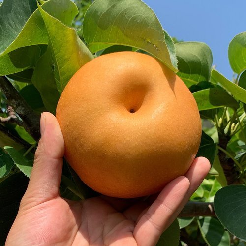 [산해직송] 가정용 나주배 5kg(10-16과)