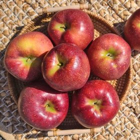 [산지직송] 26년 햇 명품 감홍사과 가정용 4kg 중과(15-20과내외)